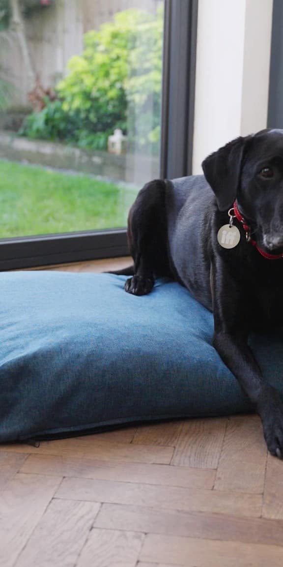 Black Labrador sitting on dog bed made out of recycled facemasks 
