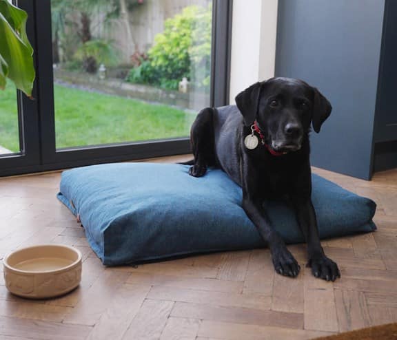 Black Labrador sitting on dog bed made out of recycled facemasks