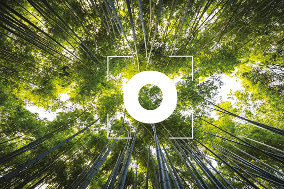 Ground floor view of forest surrounded by trees