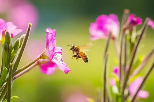 honeybee hovering next to pink flower
