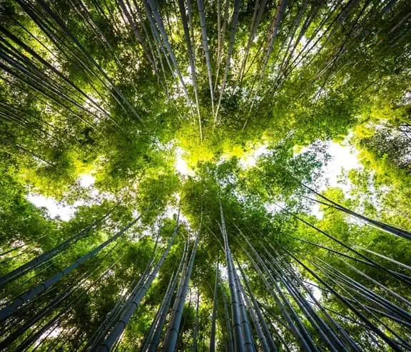 Ground view of trees in forest